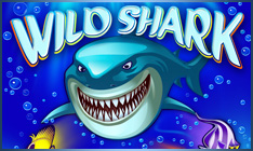 wild-shark